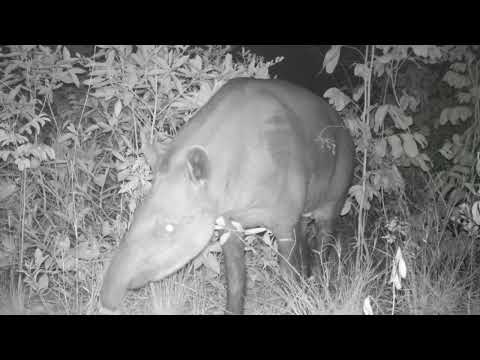 Anta (Tapirus terrestris) - monitoramento de fauna no Cerrado de Água Clara, MS