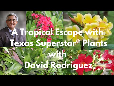 YouTube video about: Where to buy texas superstar plants?
