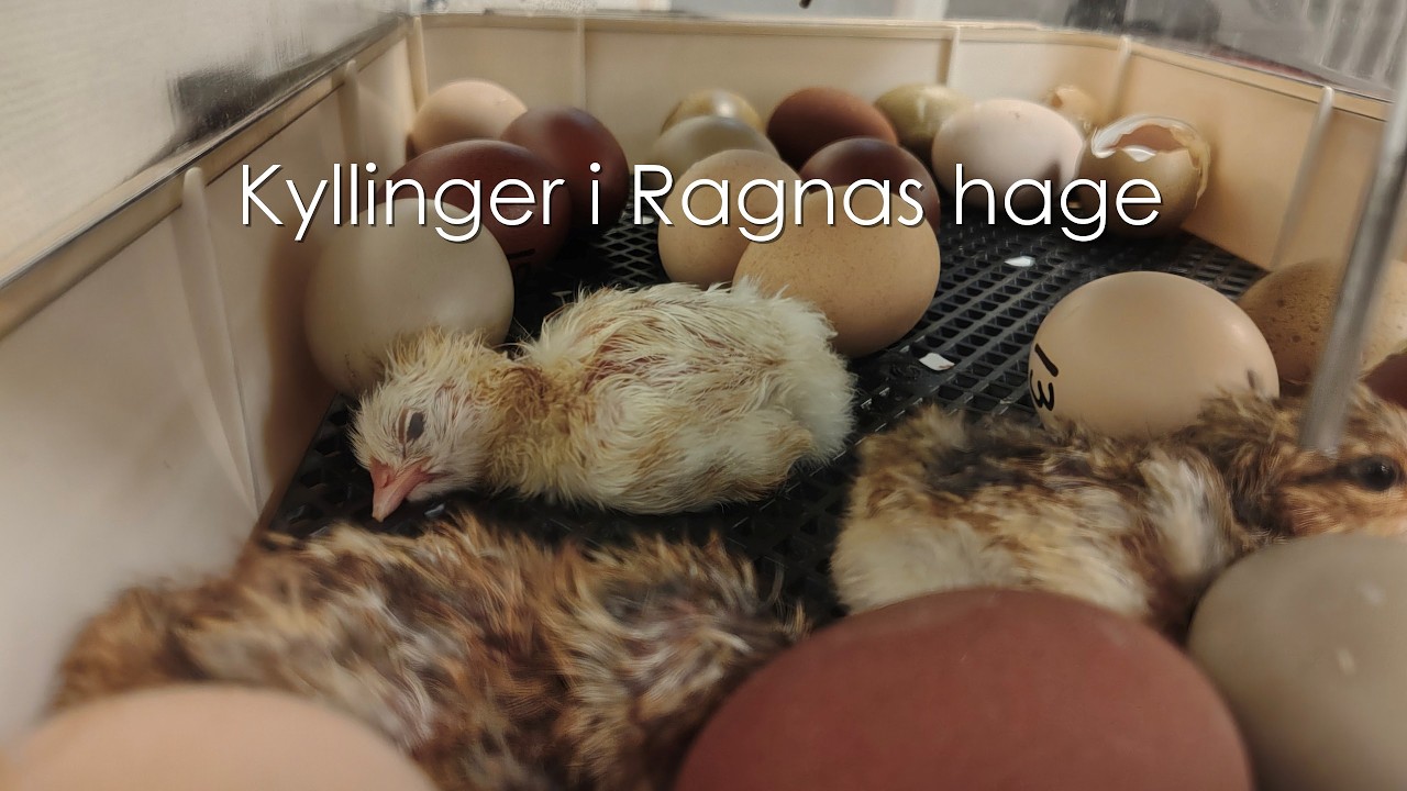 Kyllinger i Ragnas hage [mars 2026]