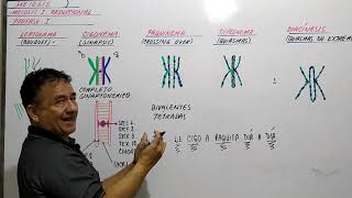 PROFASE I MEIOSIS - LEPTONEMA - CIGONEMA - PAQUINEMA - DIPLONEMA - DIACÍNESIS