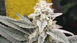 Organic Greenhouse Flower Room Update The Reset #7 #KoweKast #MichiganMushroomBag