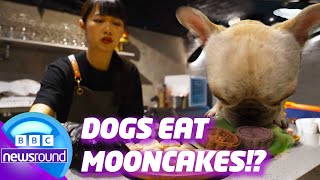 Dog Mooncakes, Light Festival & Diamond Fuji! ✨🐕|Newsround | News For Kids