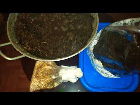 How to bag your Oyster🍄Mushrooms Spawns on Zero Cost👌🏼| Step by Step Guide📝|Boil Sterilize Substrate