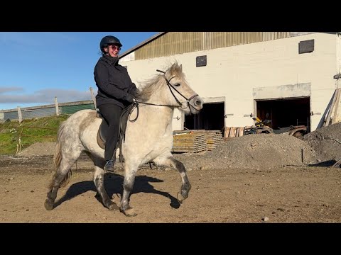 SOLD - Nett - Zuckersüße, sofakissenweiche Safe-Siegel-Tölterin - Islandpferd kaufen