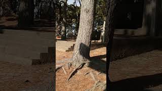 住吉神社 〜美しい鳥居に太陽と海〜