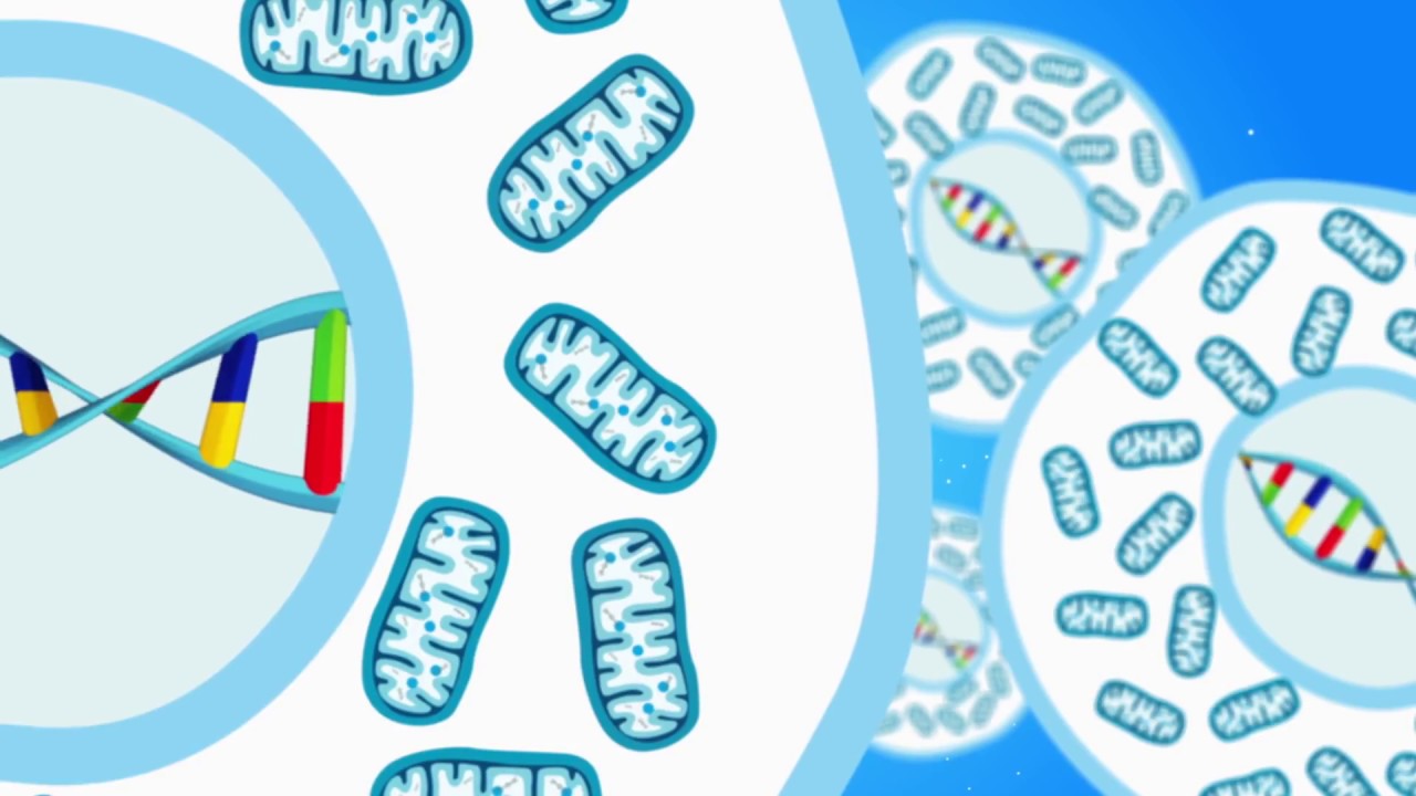 Le malattie mitocondriali - Mitocon Onlus