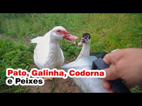 VEJA TODAS AS CRIAÇÕES DO SÍTIO Família X Dia 122