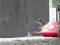 Kudlanka vs kolibrik (Tearon) - Známka: 1, váha: střední