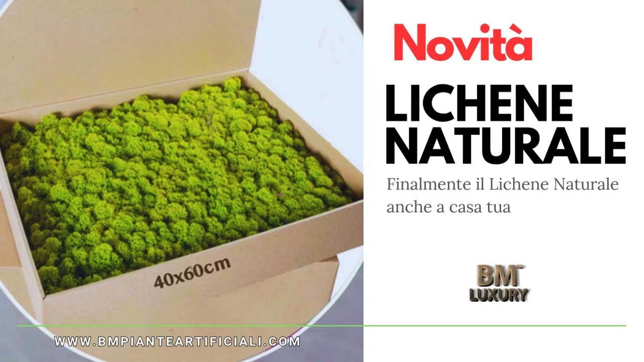 BM Luxury | Pannelli di Lichene Naturale Stabilizzato 60x40 cm | Pronti da Montare