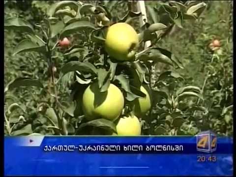 Maye üzvi gübrə ORGANİKA.