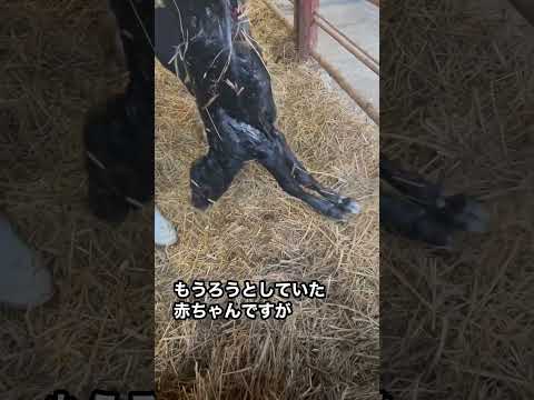 , title : '【牛の出産Part④】産まれた赤ちゃん牛の性別は？'