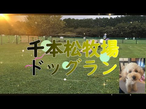 栃木県那須塩原市 千本松牧場 ドッグラン
