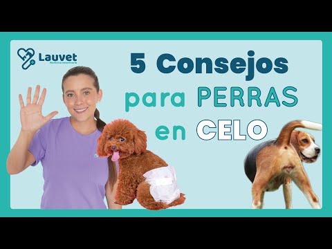 MY DOG IS IN HEAT | What to do? - Lauvet