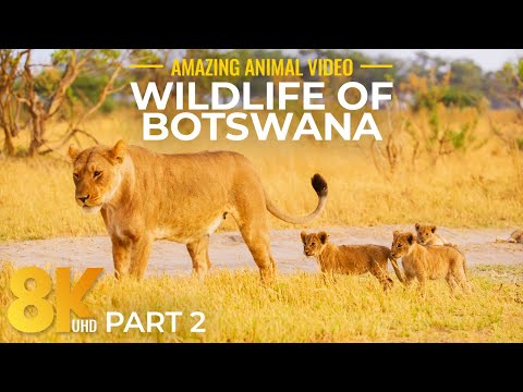 Wildlife of Botswana 8K Ultra HD - Relaxing Life of Wild Animals in South Africa - Part #2