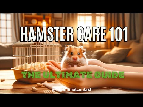 Hamster Care 101  A Beginner's Guide 2024