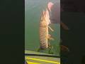 Video Thumbnail for See ya later, little pike ?? #Fishing #Pike #Goodbye #shirts #fishing