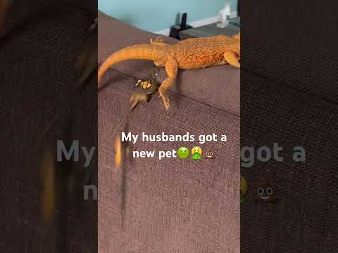With in first 15 minutes we got her home. 🤮🤢💩😂 #pets #lizard #beardeddragon #poop #reptile #lol