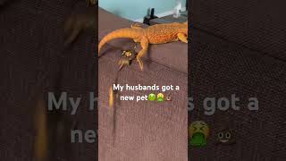With in first 15 minutes we got her home. 🤮🤢💩😂 #pets #lizard #beardeddragon #poop #reptile #lol