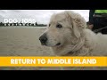 DOG JOBS AUSTRALIA S02E05 RETURN TO MIDDLE ISLAND