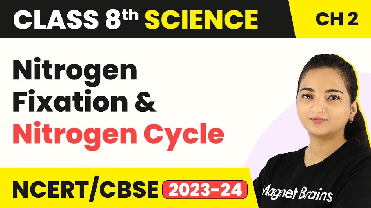 Nitrogen Fixation And Nitrogen Cycle - Microorganisms : Friends And Foe | Class 8 Science