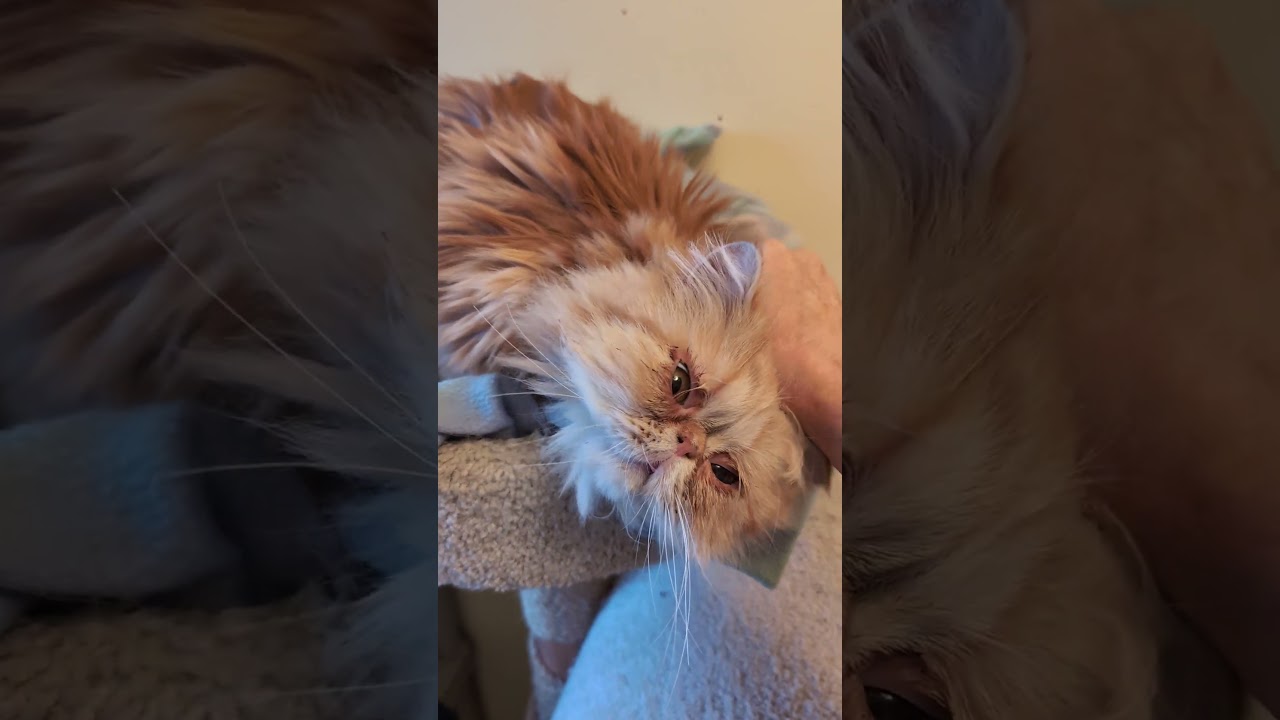 CARL, a ADOPTABLE Persian in Kenosha, WI video 2/2