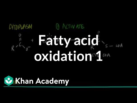 Fatty Acid Oxidation - Part I Video