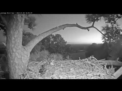 Female Great Horned Owl Checks Out Nest 🦉 1/5/22 18:01