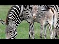 The Kids ABC S At The Zoo Version 9