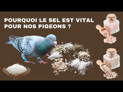, title : 'Pourquoi le sel est vital pour nos pigeons ?'