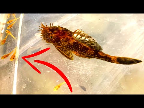 Bristlenose Plecos - EVERYTHING YOU WANT TO KNOW!