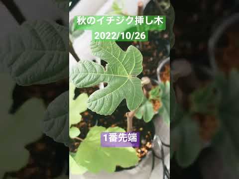 フィカスリラ、リライチジク、フィカスリラタ