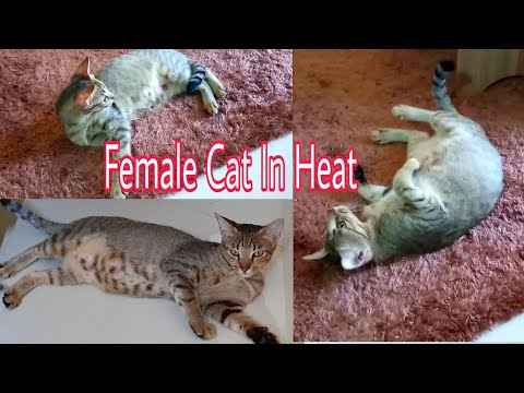 Female Cat In Heat! What to do Tips For You!