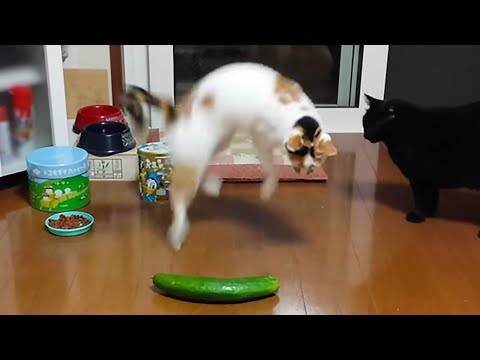 Cats vs Cucumbers! (A Compilation)