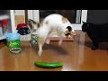 Cats Vs Cucumbers A Compilation