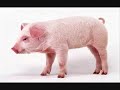 Animal Alphabet 1