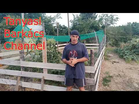 Mélymulcs 15. - Kezd termőre fordulni, de azért vannak még kísérleti stádiumban lévő növények