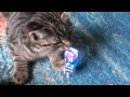 Meine kleine Katze spielt mit Würfeln 