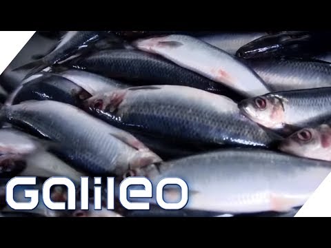 Visiting Europe's largest fish factory | Galileo | ProSieben