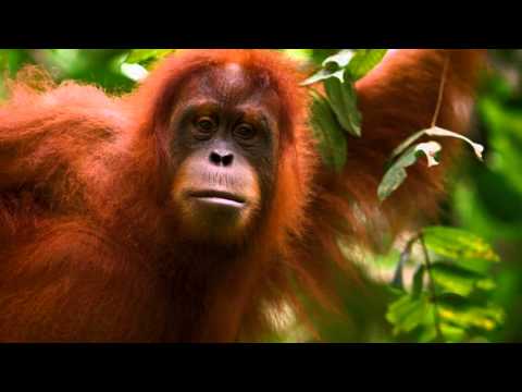 Al Jazeera Svijet 01.04.2016 - Nedjelja 21:30