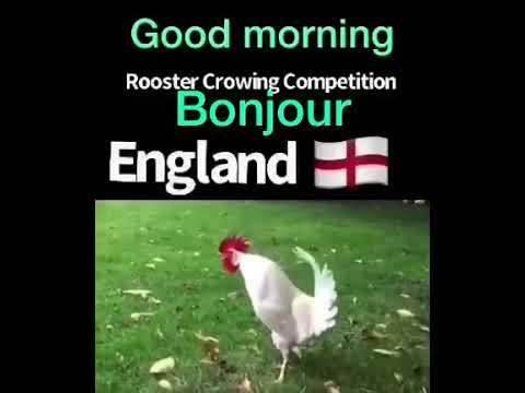 Roosters Crowing different country style
