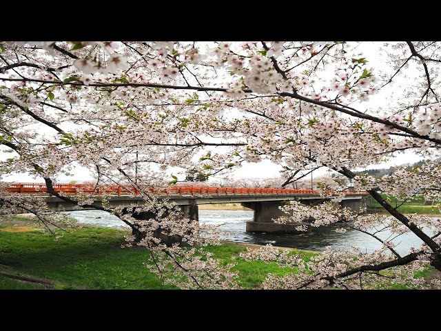2025 [Kakunodate Cherry Blossoms] Blooming Status April 28th
