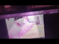 Yak Pig And The Dancing Bear Stage Show Wonder Pets April 12 2012