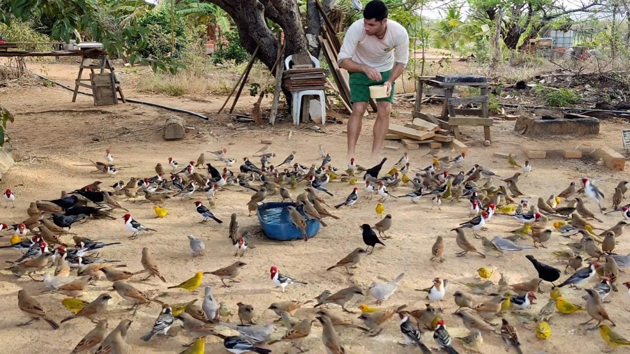 AS AVES VIERAM TODAS NO MESMO HORÁRIO (Maracás-BA)