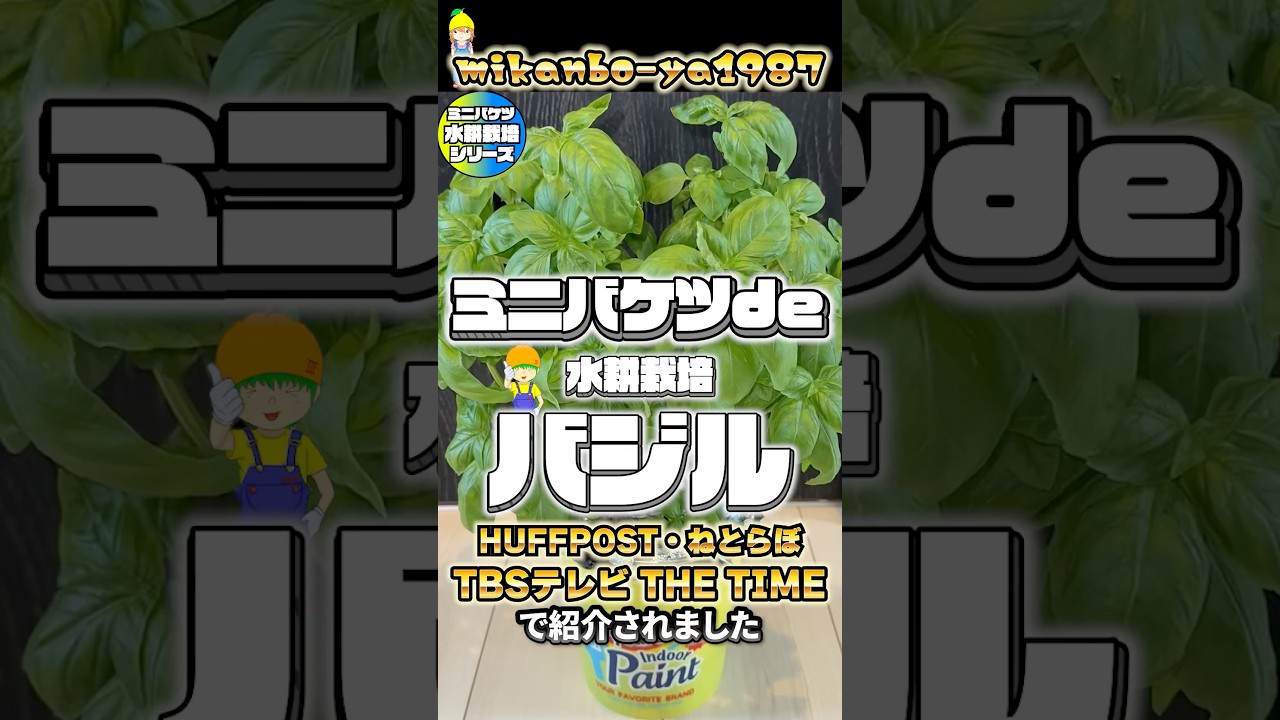 【TVで紹介されました】バジルをお部屋の中で土を全く使わずにおもちゃのバケツで水耕栽培したら虫もつかずに大量収穫出来た感動の記録 #ハーブ