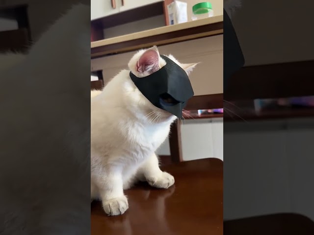Vídeo relacionado con Máscara de gato gótico, máscara de bate, accesorio de batt | Spooky Battt Cattt Photo Accessories, Eventhut, superhéroe Bat-style Pet para Halloween, Holiday Photoshoots Themed Events