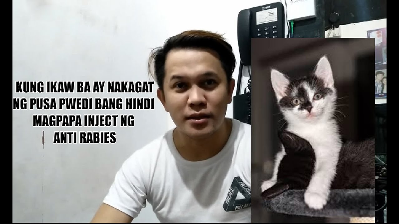 KUNG IKAW AY NAKAGAT NG PUSA PWEDI BANG HINDI MAGPAPA INJECT NG ANTI RABIES