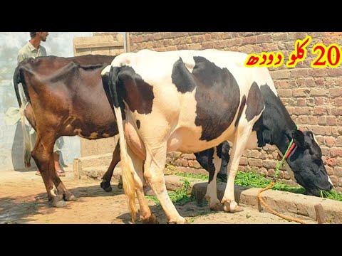 2 Top Class Friesian Cows | For Sale in pakptan Cows on U tube | 03008754743