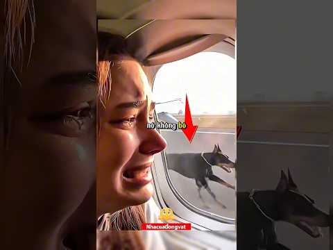 Chuyến Bay Của Sự Trung Thành #shorts #cauchuyentinhyeu #trending #dog