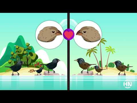 Evolution - Die Adaptive Radiation