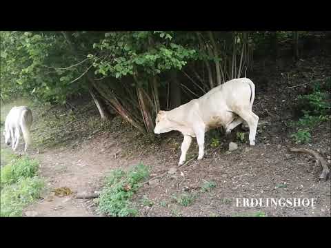 Abends mit den Pferden und Rindern auf der Weide 🐮🐴